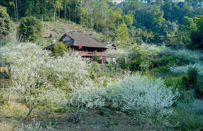 Trong ảnh: Hoa mận bao quanh những mái nhà đơn sơ của người dân tạo nên khung cảnh lãng mạn, thi vị. Ảnh: Xuân Tư – TTXVN
