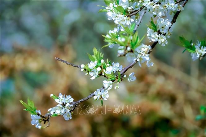Trong ảnh: Những cành hoa mận bung nở trắng muốt, tinh khôi. Ảnh: Xuân Tư – TTXVN