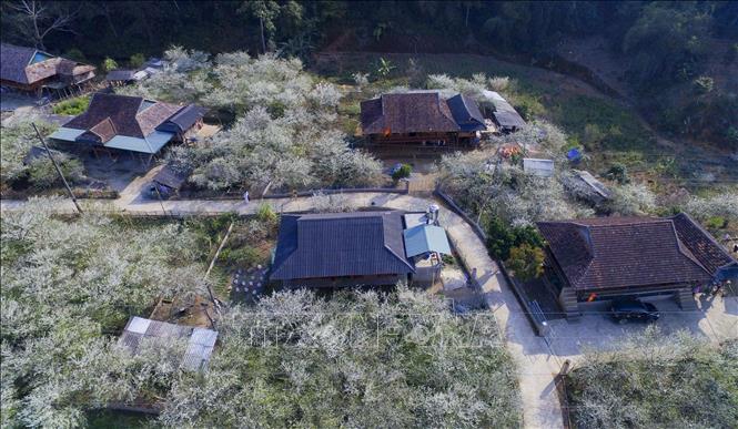 Trong ảnh: Những con đường ẩn mình dưới màu trắng tinh khôi của hoa mận. Ảnh: Xuân Tư – TTXVN