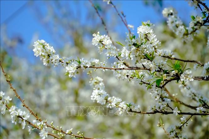 Trong ảnh: Những cành hoa mận bung nở trắng muốt, tinh khôi. Ảnh: Xuân Tư – TTXVN
