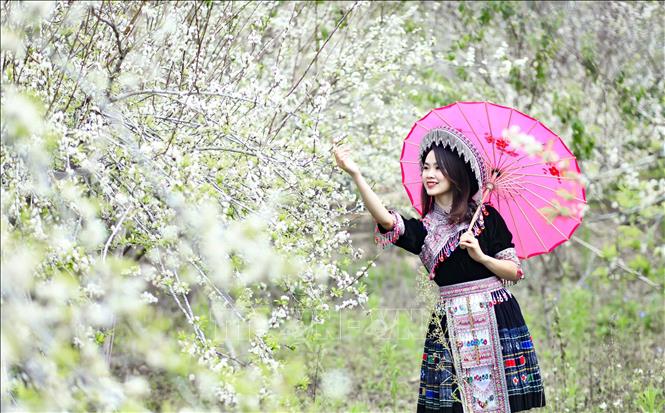 Trong ảnh: Thiếu nữ với trang phục của người dân tộc Mông giữa vườn hoa mận trắng muốt. Ảnh: Xuân Tư - TTXVN