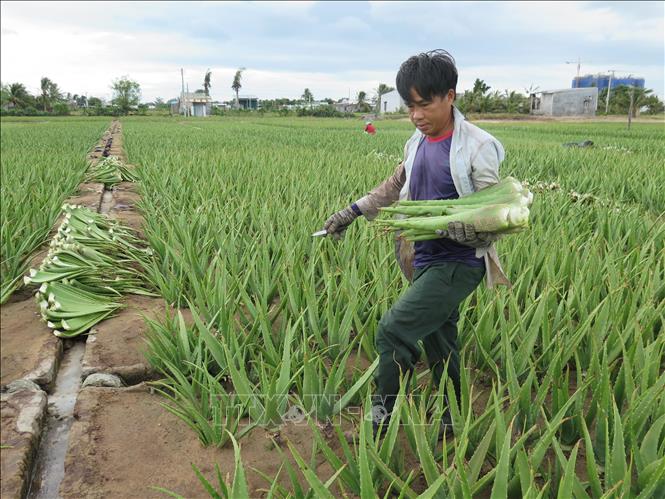 Trong ảnh: Nông dân phường Văn Hải, thành phố Phan Rang - Tháp Chàm thu hoạch nha đam. Ảnh: Minh Hưng-TTXVN