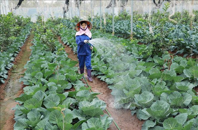 Trong ảnh: Xã viên Hợp tác xã Mạnh Liên chăm sóc rau phục vụ thị trường Tết Tân Sửu 2021. Ảnh: Vũ Sinh - TTXVN