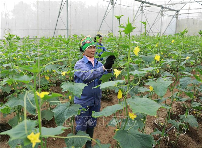 Trong ảnh: Xã viên Hợp tác xã Mạnh Liên chăm sóc cây dưa chuột để phục vụ thị trường Tết Tân Sửu. Ảnh: Vũ Sinh - TTXVN