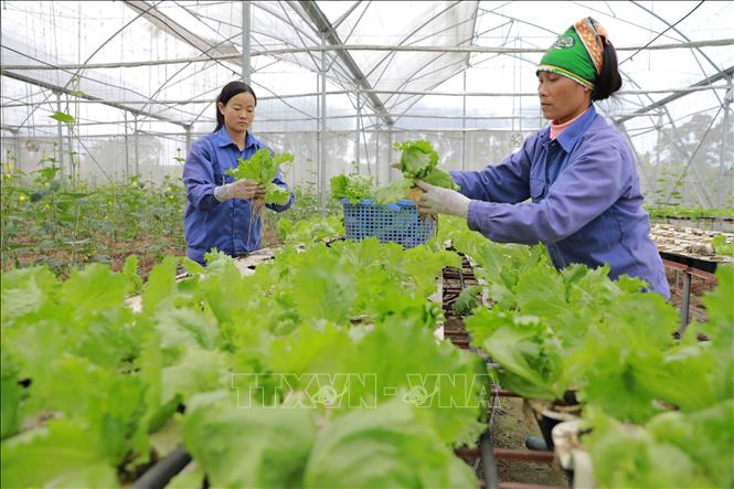 Trong ảnh: Xã viên Hợp tác xã Mạnh Liên thu hoạch rau phục vụ thị trường. Ảnh: Vũ Sinh - TTXVN