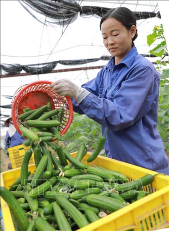 Trong ảnh: Xã viên Hợp tác xã Mạnh Liên thu hoạch dưa chuột cung cấp cho thị trường. Ảnh: Vũ Sinh - TTXVN