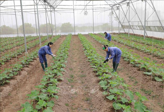 Trong ảnh: Xã viên Hợp tác xã Mạnh Liên chăm sóc rau phục vụ thị trường Tết Tân Sửu 2021. Ảnh: Vũ Sinh - TTXVN