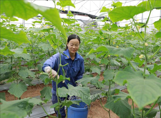 Trong ảnh: Xã viên Hợp tác xã Mạnh Liên thu hoạch dưa chuột phục vụ thị trường. Ảnh: Vũ Sinh - TTXVN