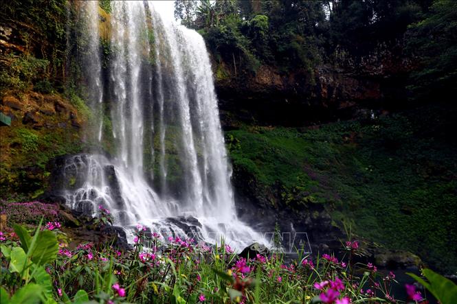 Trong ảnh: Xung quanh tháp Đambri luôn có các khóm hoa nở quanh năm tô điểm thêm cho vẻ đẹp nơi đây. Ảnh: Huy Hùng - TTXVN
