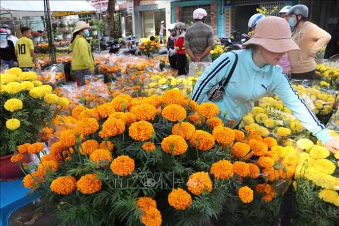 Trong ảnh: Chọn lựa hoa  Vạn thọ Pháp tại chợ hoa xuân ở thành phố Cao Lãnh. Ảnh: Nguyễn Văn Trí - TTXVN
