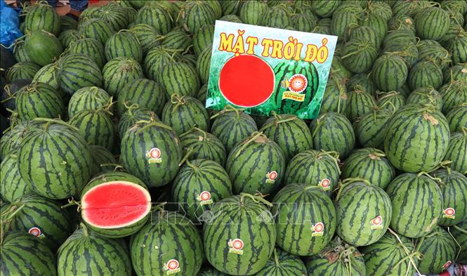 Trong ảnh: Dưa không hạt Mặt trời đỏ 12 ngàn đồng/kg nhưng cũng rất ít nguwoif mua. Ảnh : Nguyễn Văn Trí-TTXVN