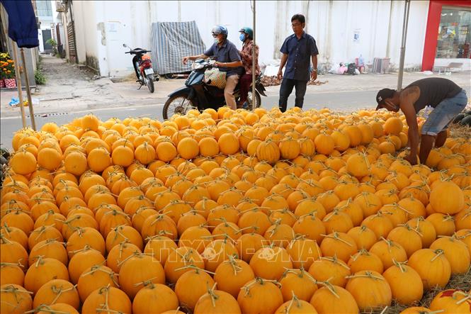 Trong ảnh : Chợ dưa hấu vắng người mua. Ảnh : Nguyễn Văn Trí-TTXVN