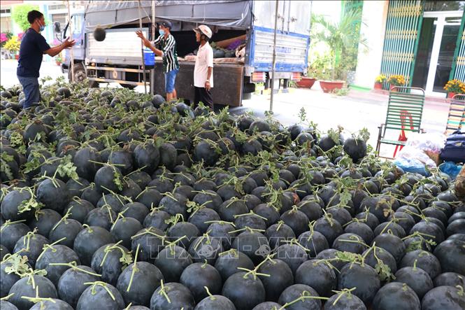 Trong ảnh: Chợ dưa hấu xuân 2021 tại thành phố Cao Lãnh. Ảnh: Nguyễn Văn Trí-TTXVN