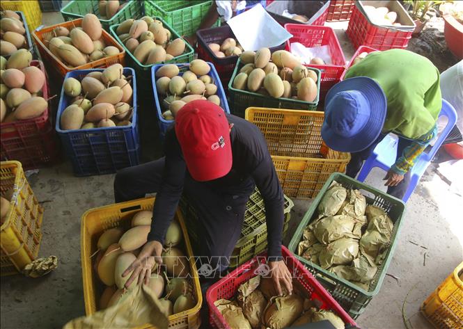 Trong ảnh: Xoài cát hồng phục vụ thị trường Tết Tân Sửu 2021. Ảnh: Duy Khương – TTXVN
