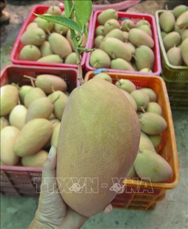 Trong ảnh: Xoài cát hồng có màu đẹp, an toàn nên rất được thị trường ưa chuộng. Ảnh: Duy Khương – TTXVN