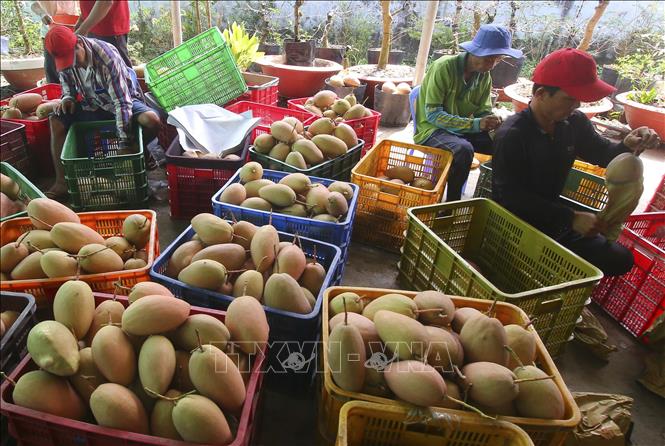 Trong ảnh: Xoài cát hồng phục vụ thị trường Tết Tân Sửu 2021. Ảnh: Duy Khương – TTXVN
