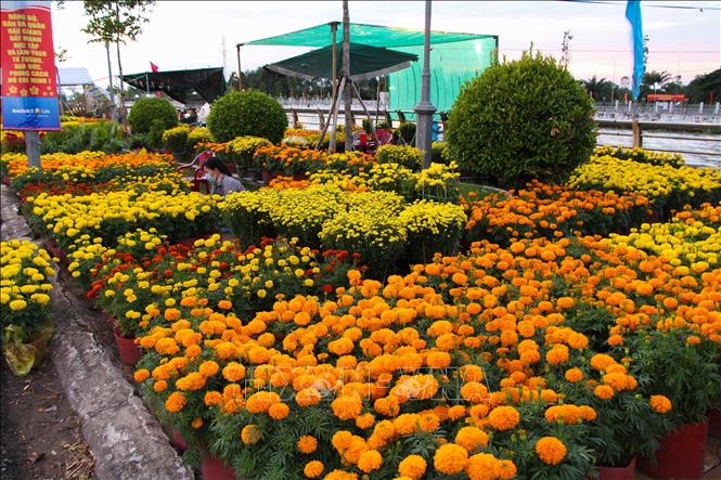 Trong ảnh: Sắc Xuân trên bờ kè Xà No. Ảnh: Hồng Thái - TTXVN