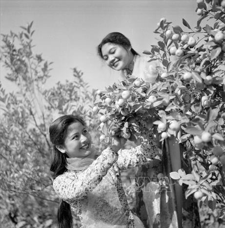 Trong ảnh: Cô gái Hà Nội tại làng hoa Nhật Tân, năm 1963. Ảnh: TTXVN