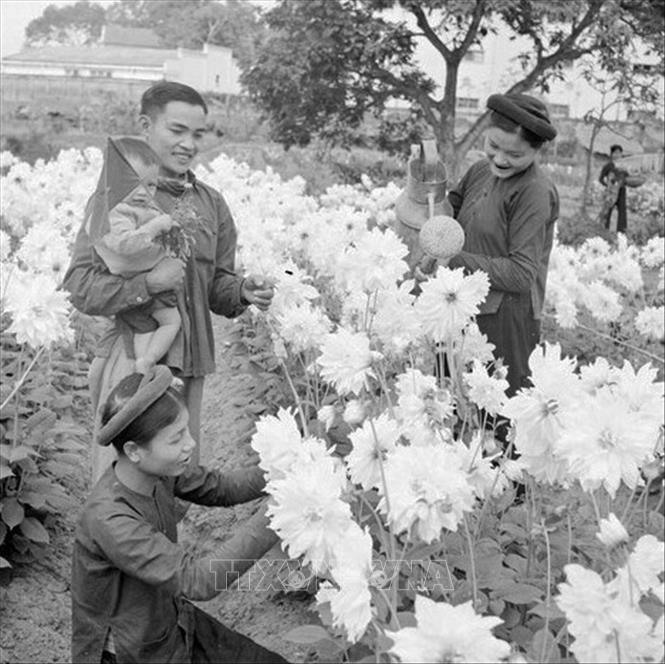 Trong ảnh: Nông dân làng Ngọc Hà chăm sóc hoa để chuẩn bị bán ra thị trường Tết. Ảnh: TTXVN