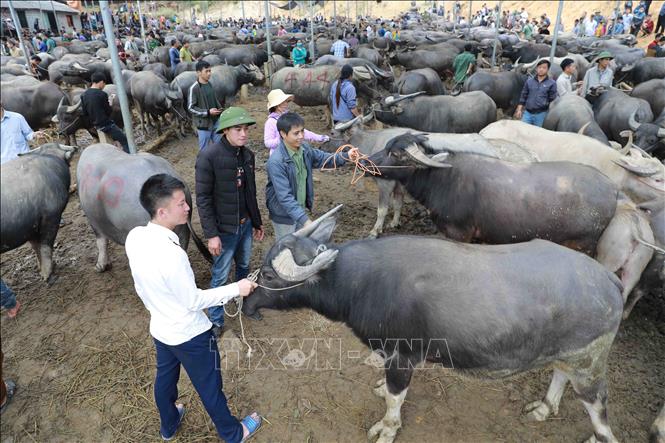 Trong ảnh: Từ chỗ chỉ là nơi tụ tập của một nhóm người, trải qua thời gian, chợ trâu bò Nghiên Loan đã trở thành chợ phiên đặc sắc của vùng cao Bắc Kạn. Ảnh: Vũ Sinh - TTXVN