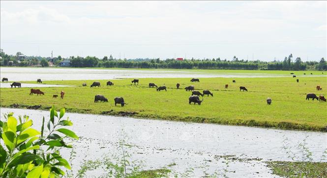 Trong ảnh: Đàn trâu hàng trăm con gặm cỏ trên một cánh đồng ở thị xã Nhơn Hưng, huyện Tịnh Biên (An Giang) vào mùa nước nổi. Ảnh: Công Mạo-TTXVN