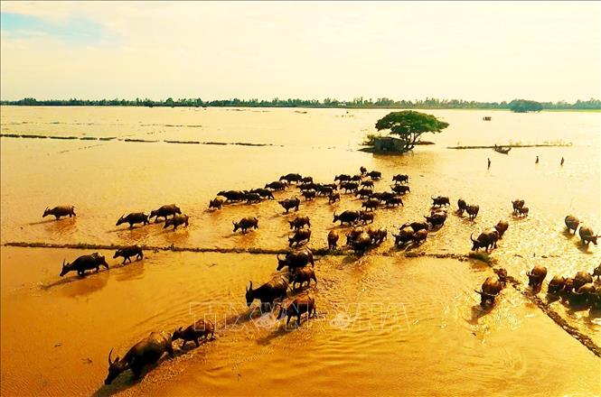 Trong ảnh: Mùa len trâu là bức tranh đồng quê tuyệt đẹp mùa nước nổi. Ảnh: Công Mạo-TTXVN