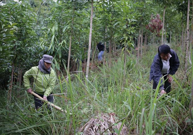 Trong ảnh: Người dân bản Giảng, xã Mường Mô, huyện Nậm Nhùn tỉnh Lai Châu chăm sóc rừng quế được hỗ trợ cây giống trồng tại khu tái định cư hứa hẹn một cuộc sống no ấm. Ảnh: Quý Trung – TTXVN