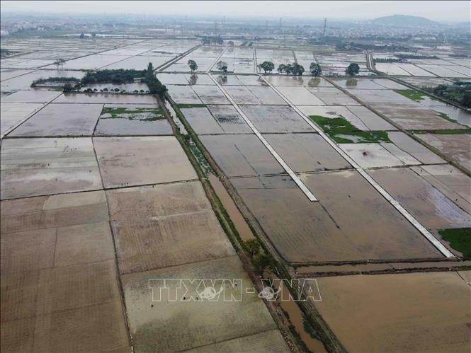 Trong ảnh: Cánh đồng gieo cấy lúa Xuân tại thị trấn Quốc Oai, huyện Quốc Oai. Ảnh: Vũ Sinh - TTXVN