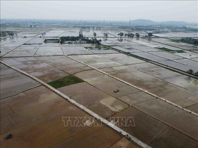 Trong ảnh: Cánh đồng gieo cấy lúa Xuân tại thị trấn Quốc Oai, huyện Quốc Oai. Ảnh: Vũ Sinh - TTXVN