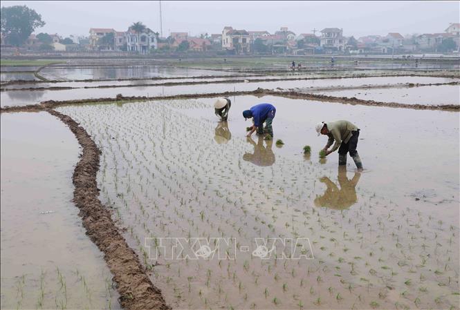 Trong ảnh: Nông dân huyện Thạch Thất khẩn trương gieo cấy lúa Xuân. Ảnh: Vũ Sinh - TTXVN