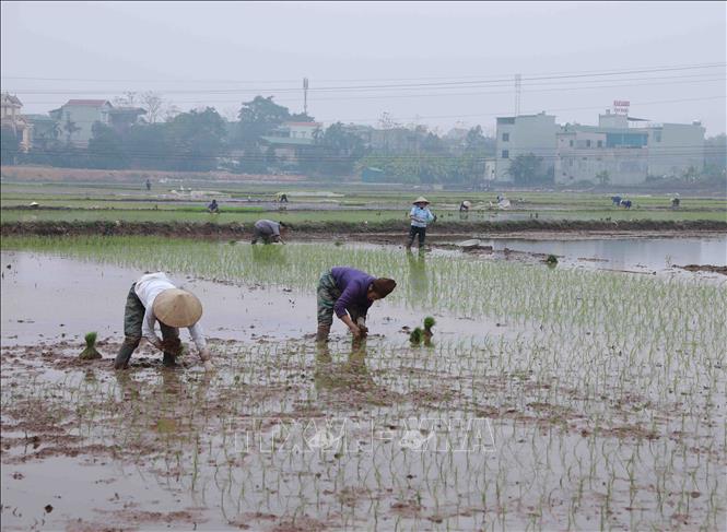 Trong ảnh: Nông dân huyện Thạch Thất khẩn trương gieo cấy lúa Xuân. Ảnh: Vũ Sinh - TTXVN