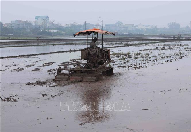 Trong ảnh: Nông dân huyện Thạch Thất khẩn trương làm đất để gieo cấy lúa Xuân. Ảnh: Vũ Sinh - TTXVN