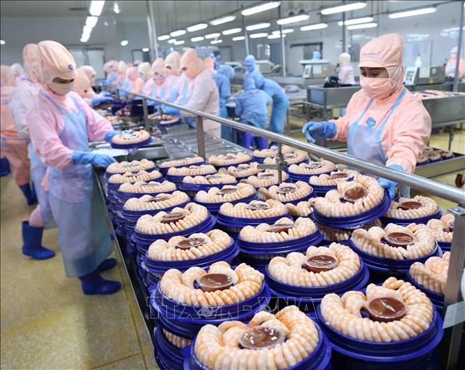 Photo: Processing shrimp at a plant of the Minh Phu Seafood Corp. in the southern province of Hau Giang. VNA Photo: Vũ Sinh
