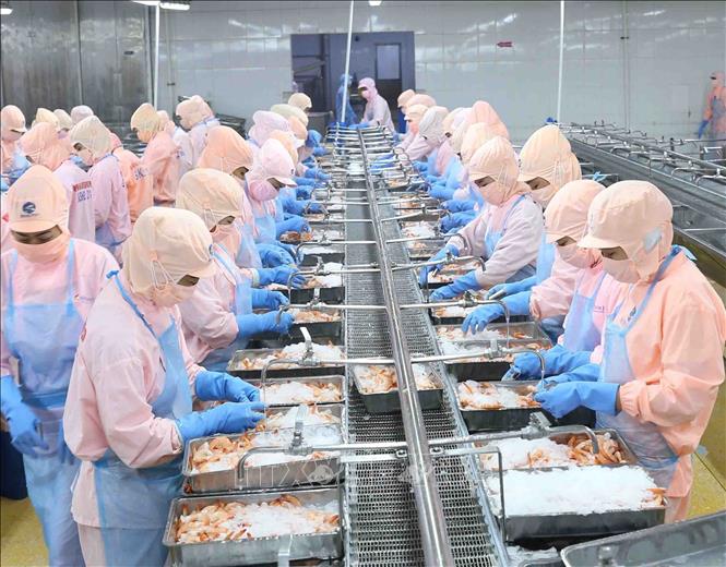 Photo: Processing shrimp at a plant of the Minh Phu Seafood Corp. in the southern province of Hau Giang. VNA Photo: Vũ Sinh