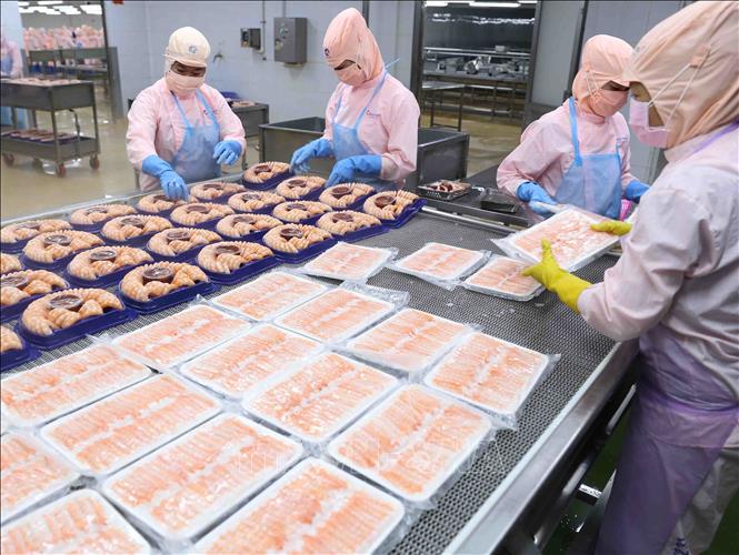Photo: Processing shrimp at a plant of the Minh Phu Seafood Corp. in the southern province of Hau Giang. VNA Photo: Vũ Sinh