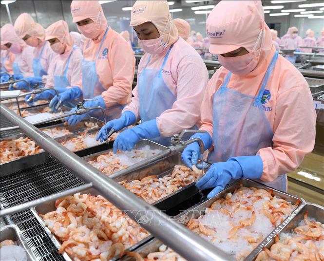 Photo: Processing shrimp at a plant of the Minh Phu Seafood Corp. in the southern province of Hau Giang. VNA Photo: Vũ Sinh