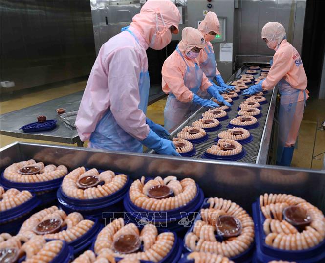 Photo: Processing shrimp at a plant of the Minh Phu Seafood Corp. in the southern province of Hau Giang. VNA Photo: Vũ Sinh