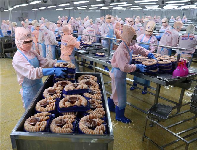 Photo: Processing shrimp at a plant of the Minh Phu Seafood Corp. in the southern province of Hau Giang. VNA Photo: Vũ Sinh