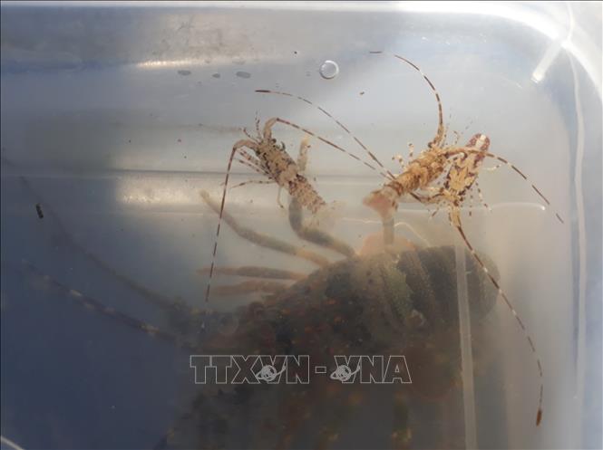 Trong ảnh: Tôm hùm giống được khai thác ở vùng biển thành phố Phan Rang – Tháp Chàm, Ninh Thuận. Ảnh: Nguyễn Thành - TTXVN