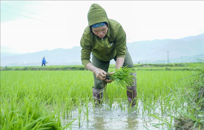 Trong ảnh: Nông dân xã Thanh An, huyện Điện Biên, dặm lại những diện tích lúa thưa. Ảnh: Xuân Tư – TTXVN