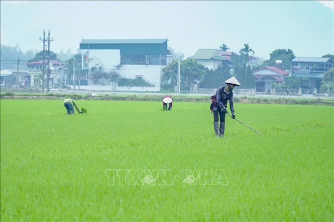 Trong ảnh: Xã Thanh Xương là địa bàn có diện tích trồng lúa lớn thuộc cánh đồng Mường Thanh. Ảnh: Xuân Tư – TTXVN