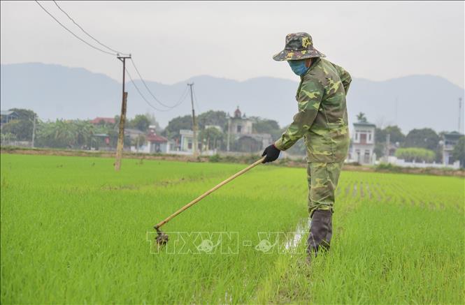 Trong ảnh: Nông dân xã Thanh Xương, huyện Điện Biên, dùng cào dặm lúa để giảm sức lao động. Ảnh: Xuân Tư – TTXVN