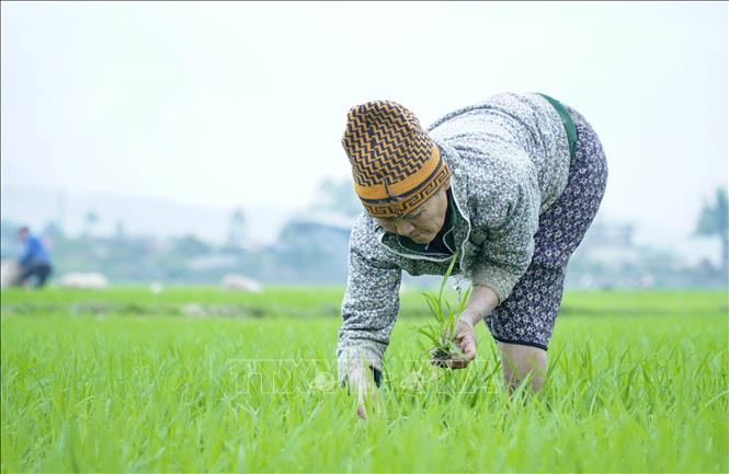 Trong ảnh: Nông dân Điện Biên xuống đồng dặm lúa trên cánh đồng Mường Thanh. Ảnh: Xuân Tư – TTXVN