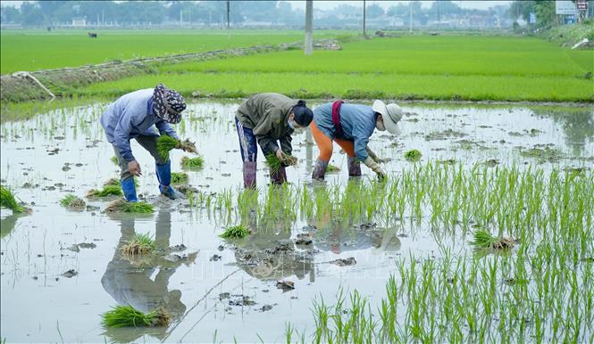 Trong ảnh: Nông dân xã Thanh Xương, huyện Điện Biên, xuống đồng cấy lúa trên cánh đồng Mường Thanh. Ảnh: Xuân Tư – TTXVN