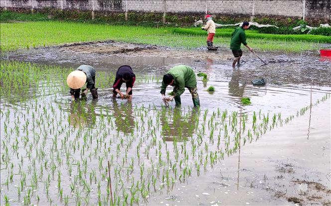 Trong ảnh: Nông dân Nghệ An cấy lúa vụ Đông Xuân. Ảnh: Văn Tý - TTXVN