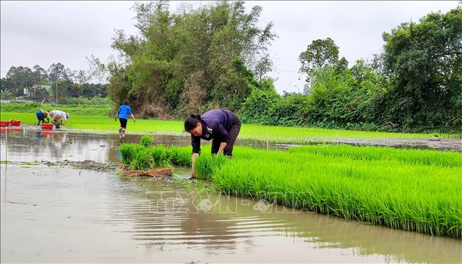 Trong ảnh: Nông dân Nghệ An cấy lúa vụ Đông Xuân. Ảnh: Văn Tý - TTXVN