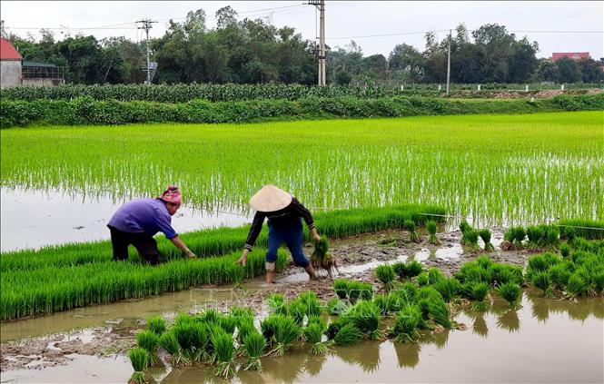 Trong ảnh: Nông dân Nghệ An cấy lúa vụ Đông Xuân. Ảnh: Văn Tý - TTXVN