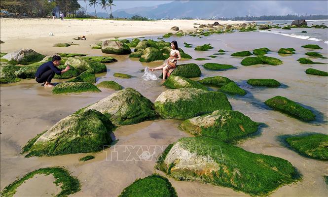 Trong ảnh: Du khách thích thú vui chơi chụp ảnh tại bãi rêu khi thủy triều rút. Ảnh: Trần Lê Lâm - TTXVN 