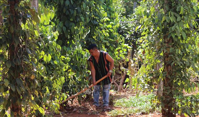 Trong ảnh: Biết áp dụng khoa học kỹ thuật vào sản xuất, ông Rơ Mah Chel là một trong những người đi đầu trong hoặt động phát triển kinh tế của làng Krêl. Ảnh: Hồng Điệp - TTXVN