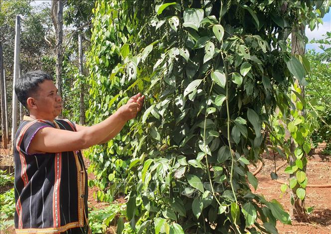 Trong ảnh: Biết áp dụng khoa học kỹ thuật vào sản xuất, ông Rơ Mah Chel là một trong những người đi đầu trong hoặt động phát triển kinh tế của làng Krêl. Ảnh: Hồng Điệp - TTXVN